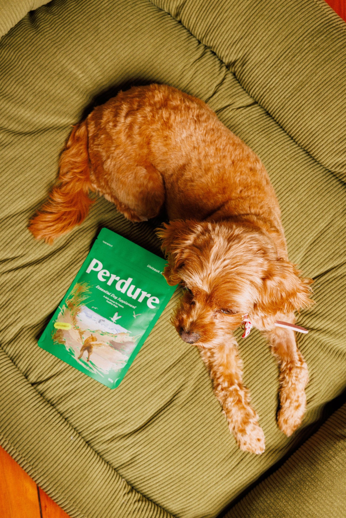 The Essential Dog Supplement