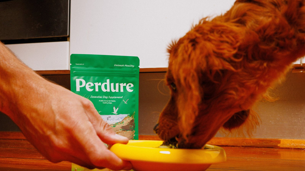 A red-coated dog eating from a yellow bowl held out to him, next to a pouch of The Essential